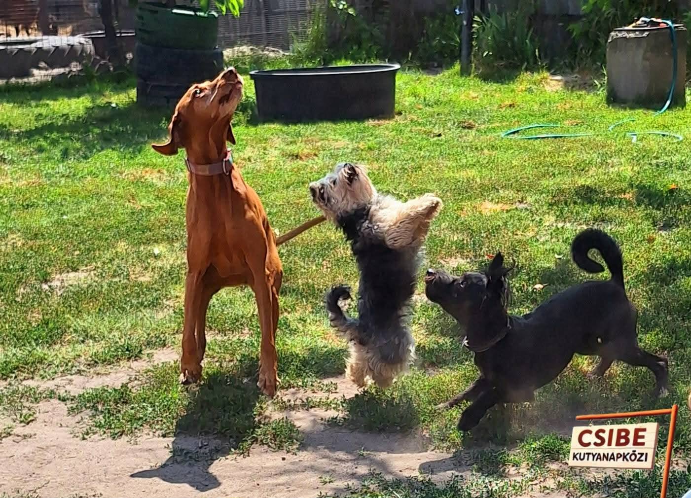 Kutyák együtt